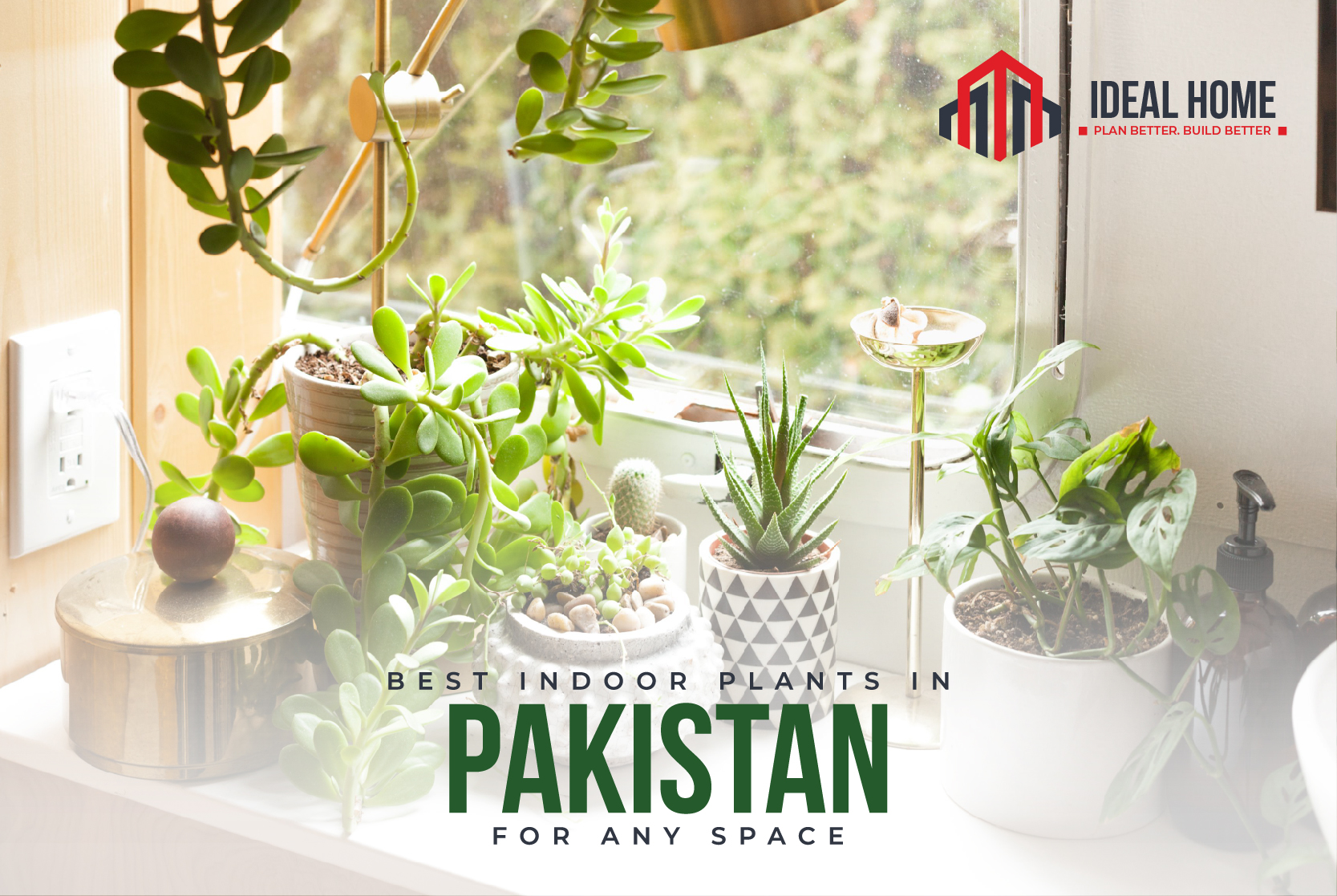 Best Indoor Plants In Pakistan For Any Space